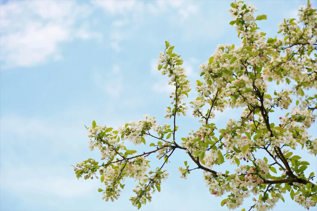 Tree care tips in spring for maintaining healthy and strong trees
