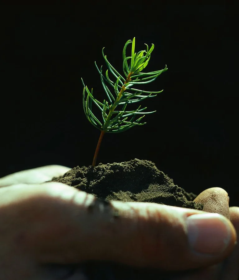 The Free Tree Project logo for community tree planting
