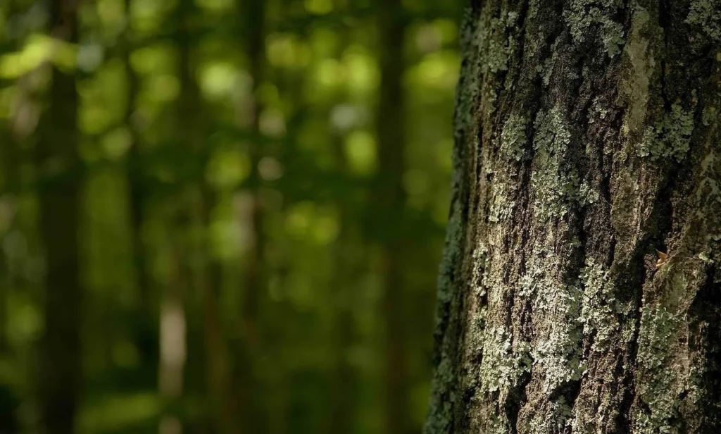 Tree background landscape showing healthy trees in a natural outdoor environment with greenery and open sky