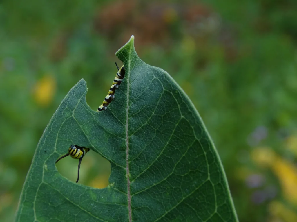Weed or pest control treatment being applied in an outdoor landscape to protect plant health and maintain soil balance.