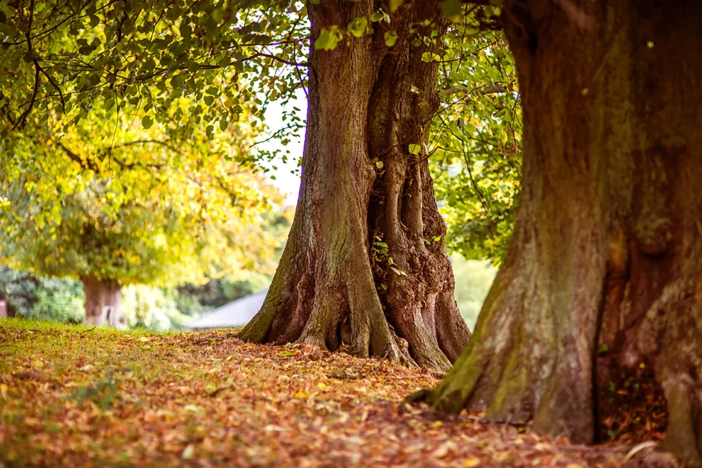 Professional arborist protecting residential property during tree service in 2025