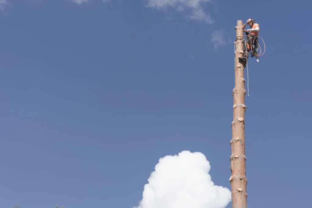 Tree service worker using safety equipment during tree removal