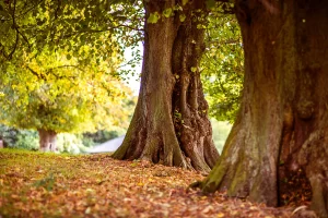 Illustration highlighting the benefits of professional tree services, including safe pruning, maintenance, and improved tree health.
