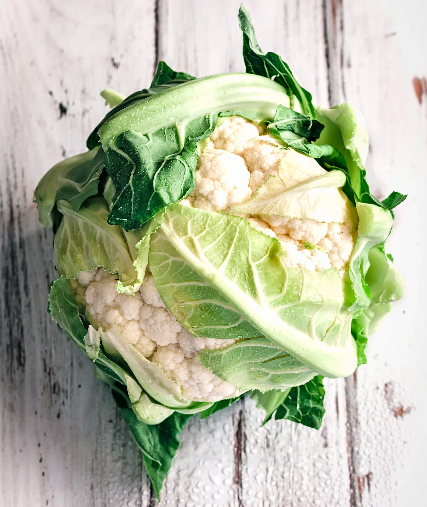 cauliflower plant growing in garden with white head and green leaves