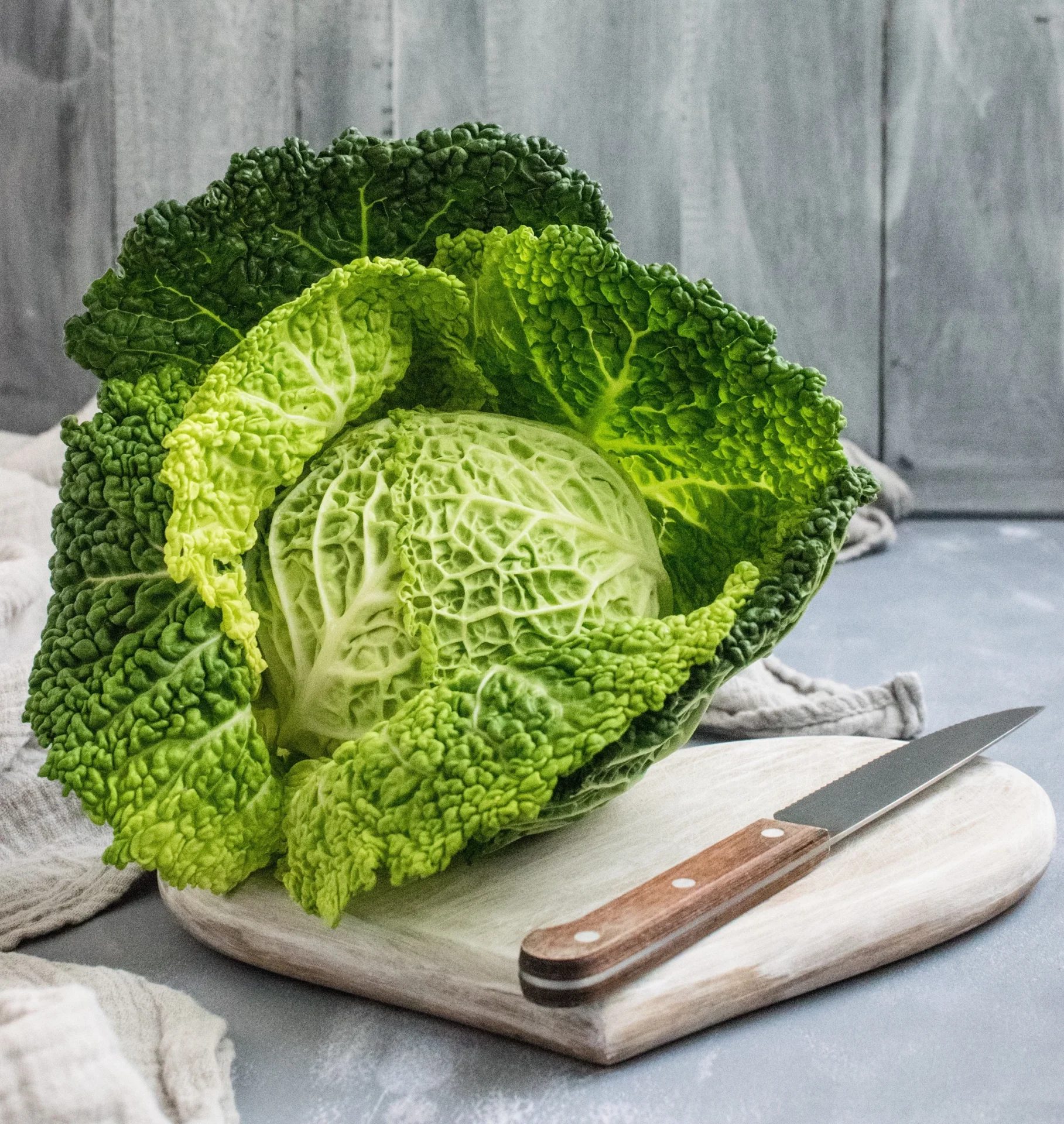 green cabbage growing in garden with dense leafy head