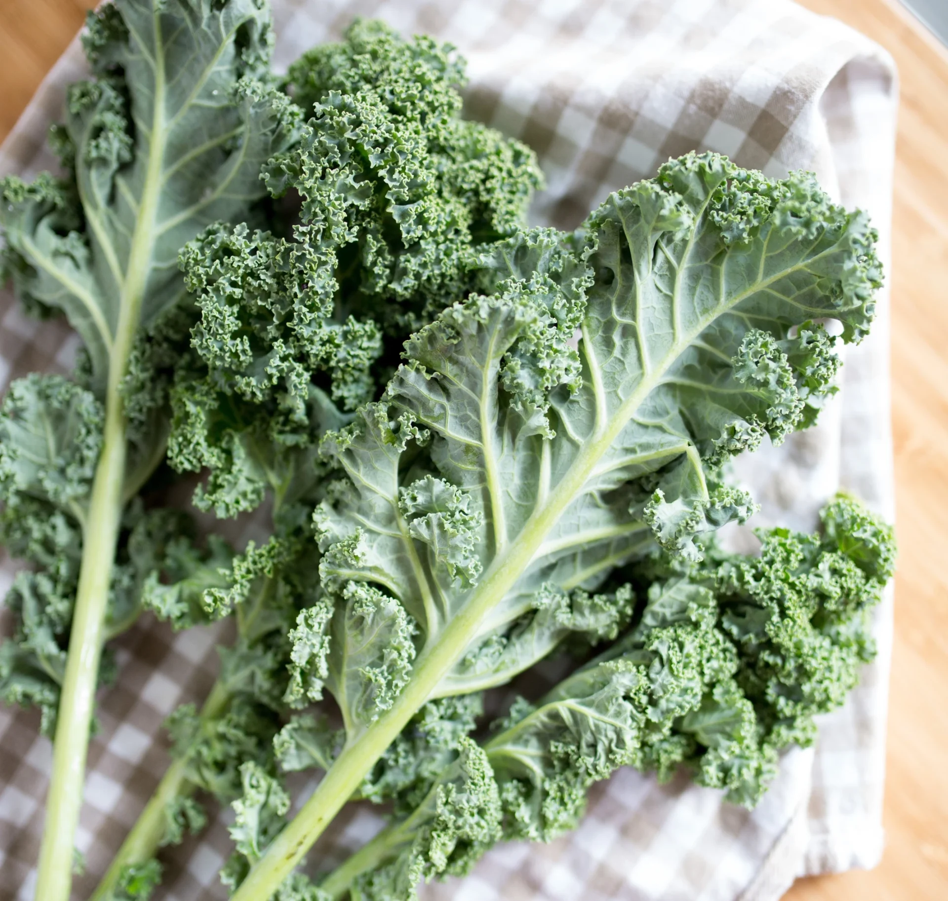 kale plant growing in garden with curly green leaves