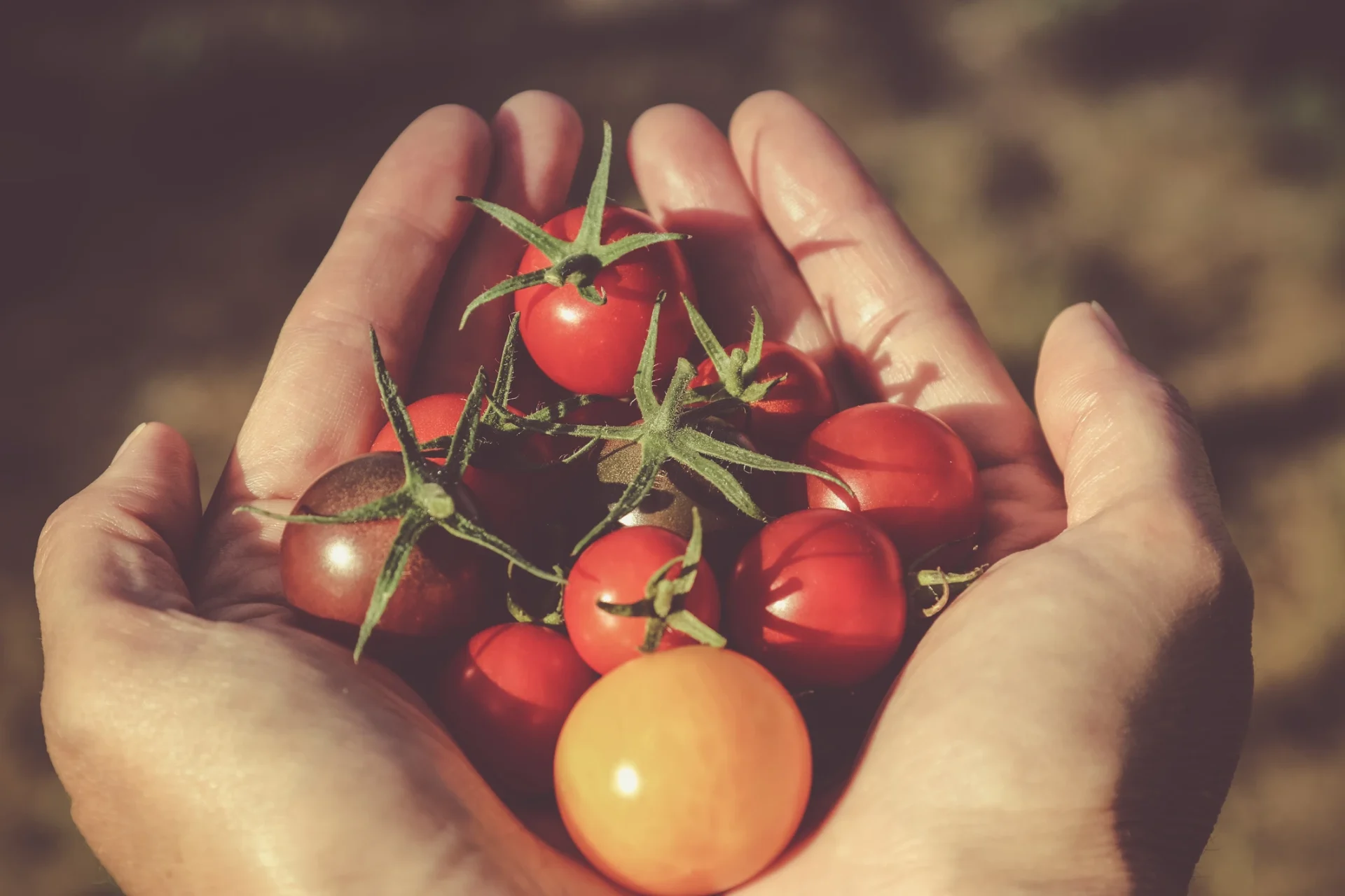 ripe tomatoes growing on vine in garden with green leaves