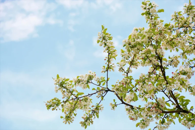 Tree care tips in spring for maintaining healthy and strong trees