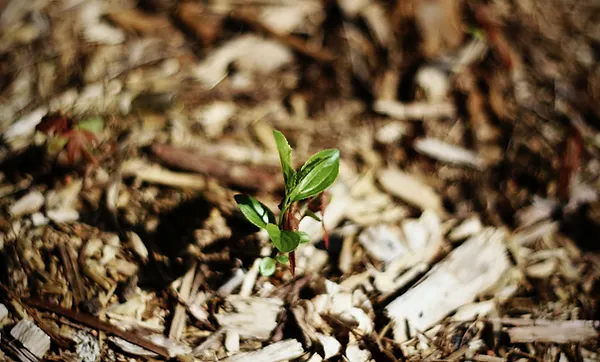 Fresh green sapling growing from soil indicating tree planting and care services
