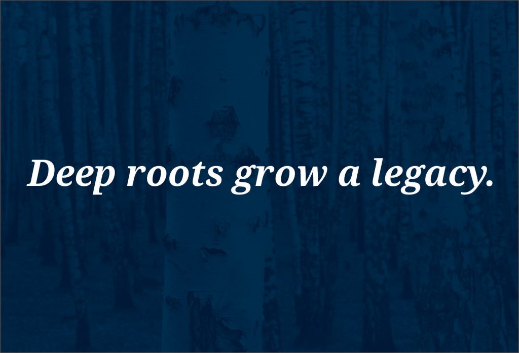 deep root fertilization improving soil nutrients for healthy tree growth