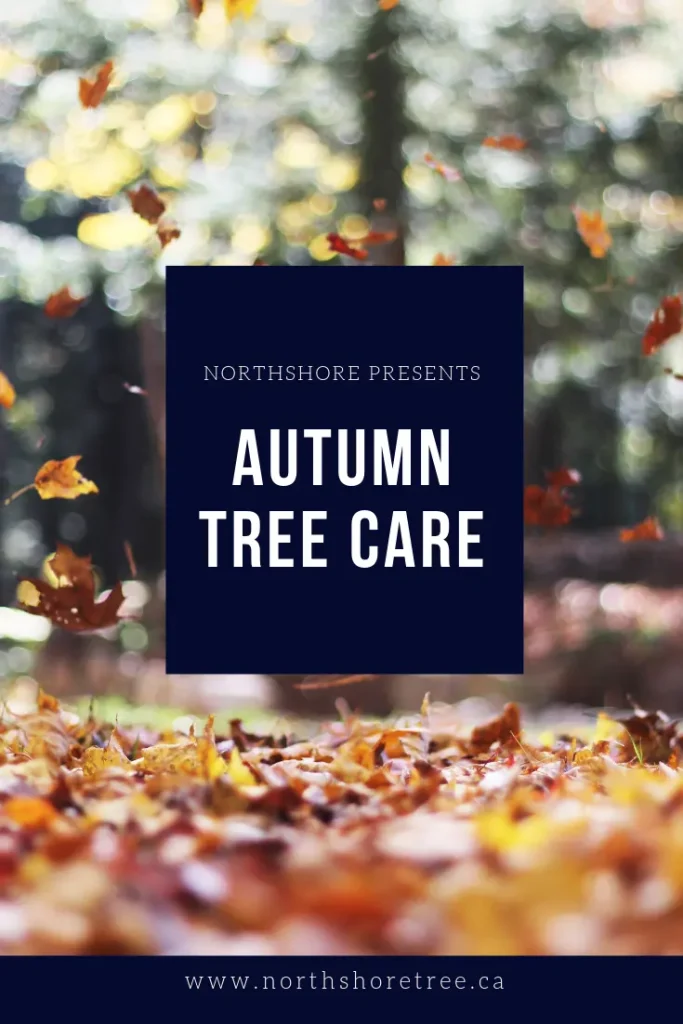 autumn tree care with arborist inspecting trees during fall season