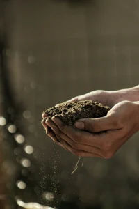 soil disruption around tree roots affecting stability and growth